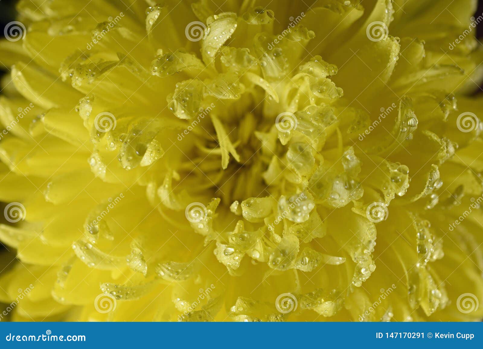 chrysanthemum flower after a warm rain